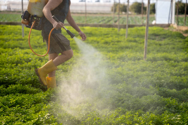 Professional Pest Control in Massanetta Springs, VA