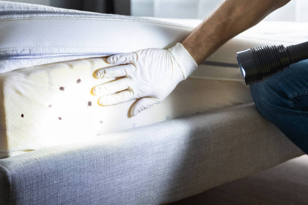 Best Wasp Removal Services  in Massanetta Springs, VA