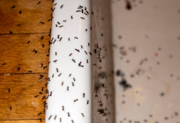 Spider Control Near Me in Massanetta Springs, VA