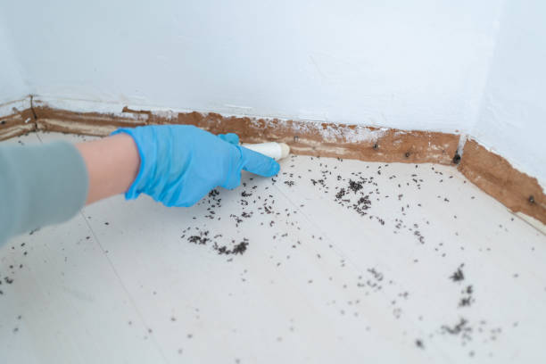 Best Commercial Pest Control Services  in Massanetta Springs, VA