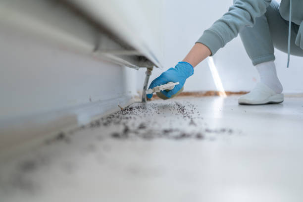 Best Affordable Pest Control Services  in Massanetta Springs, VA